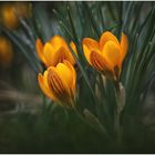 Leuchtende Krokusblüte 25-02-19