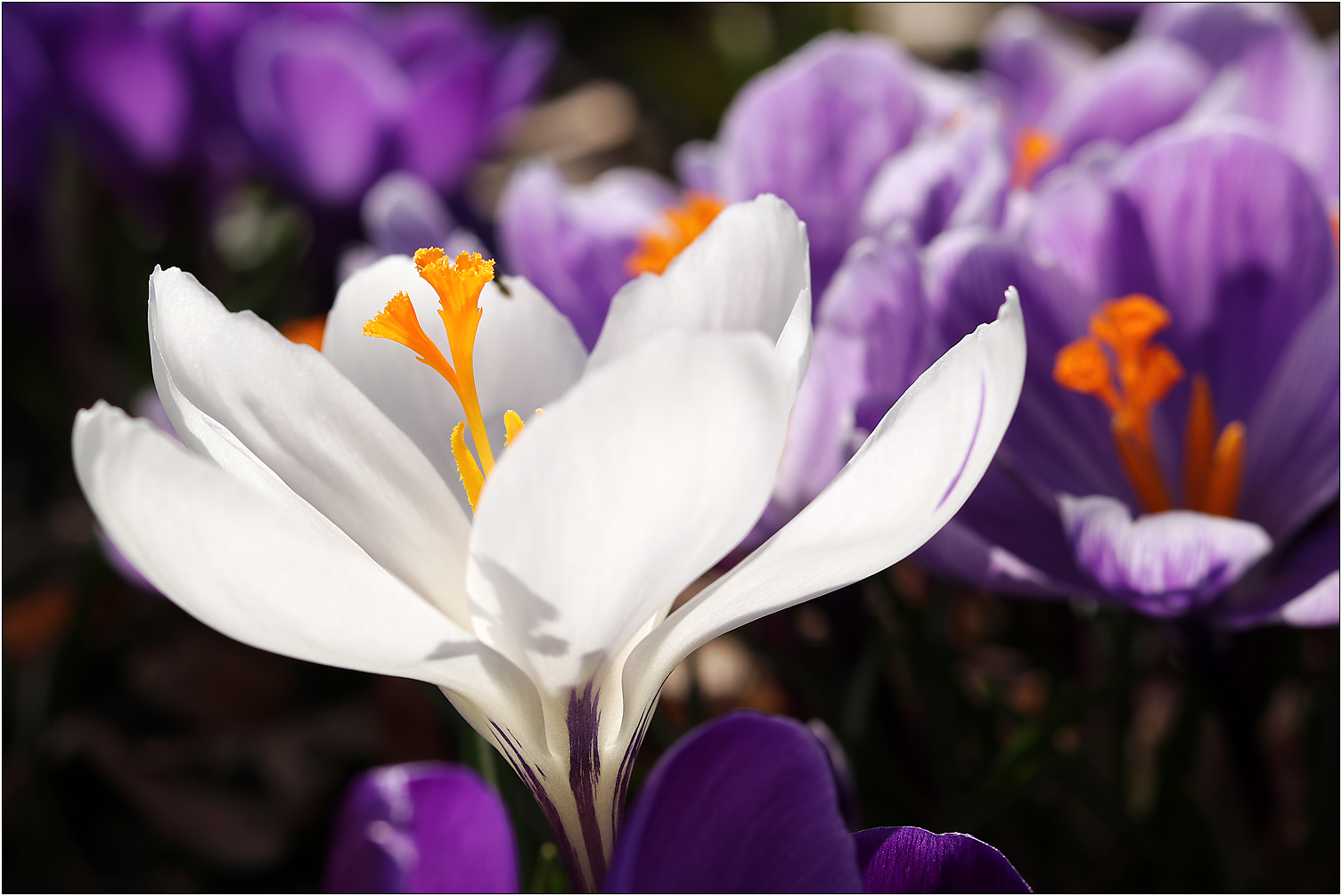 Leuchtende Krokusse...