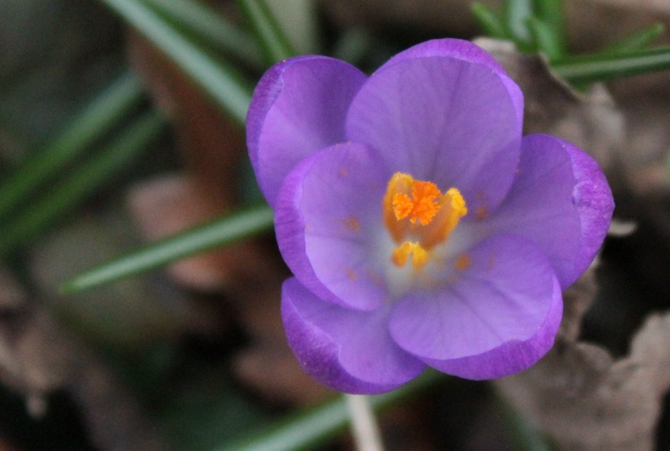 " leuchtende Krokusse"