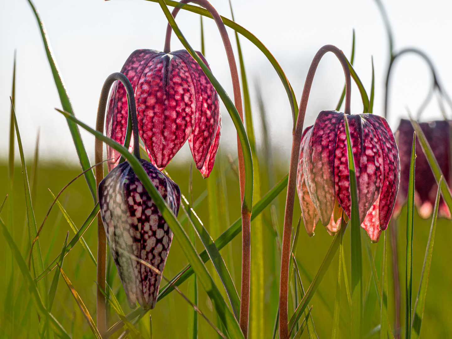 Leuchtende Lampions