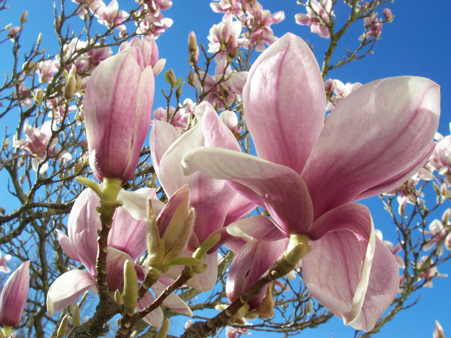 Leuchtende Magnolienblüten