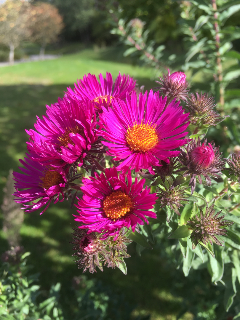 leuchtende Mittwochsblümchen Foto &amp; Bild | spezial, pink, natur Bilder ...