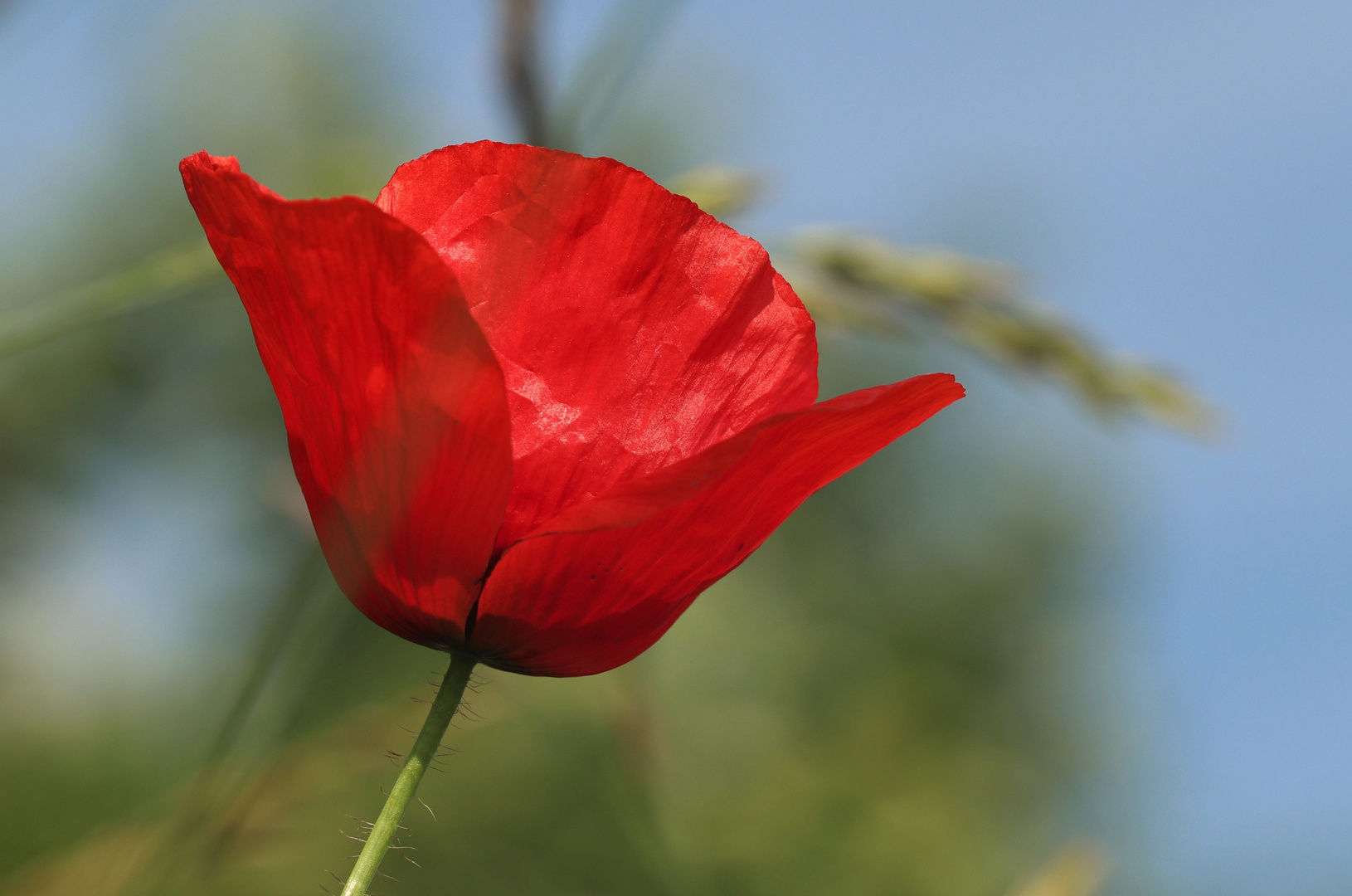 leuchtende Mohnblüte