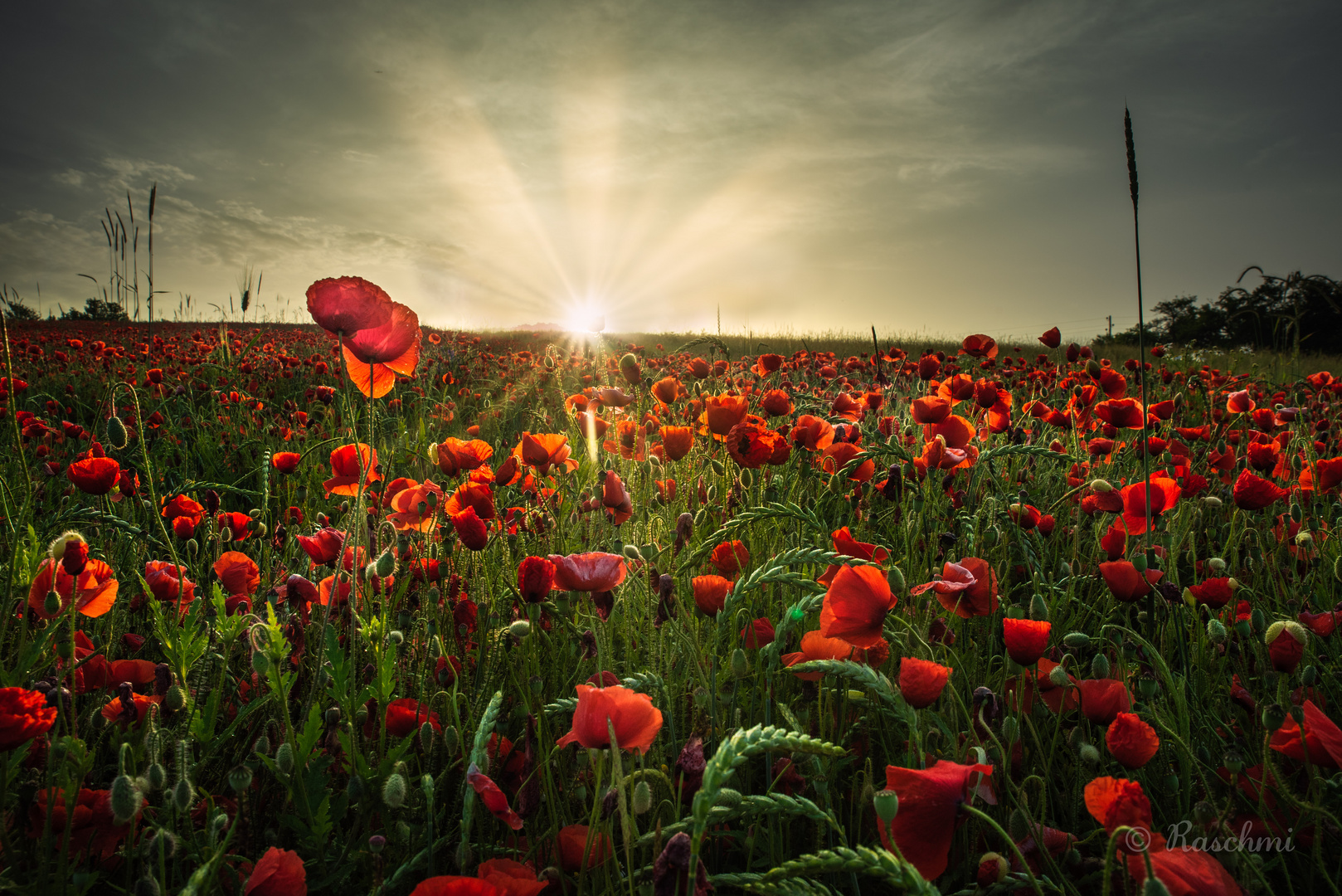 LEUCHTENDE MOHNBLÜTEN