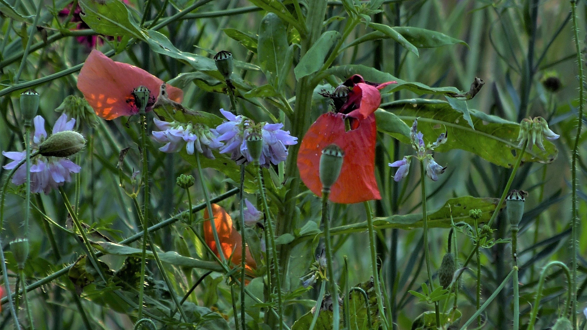 Leuchtende Mohnblumen..