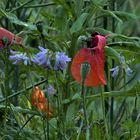 Leuchtende Mohnblumen..