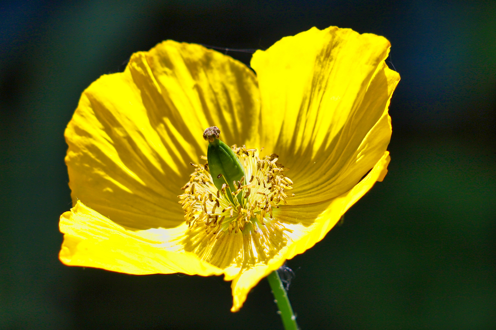 Leuchtende Natur 1