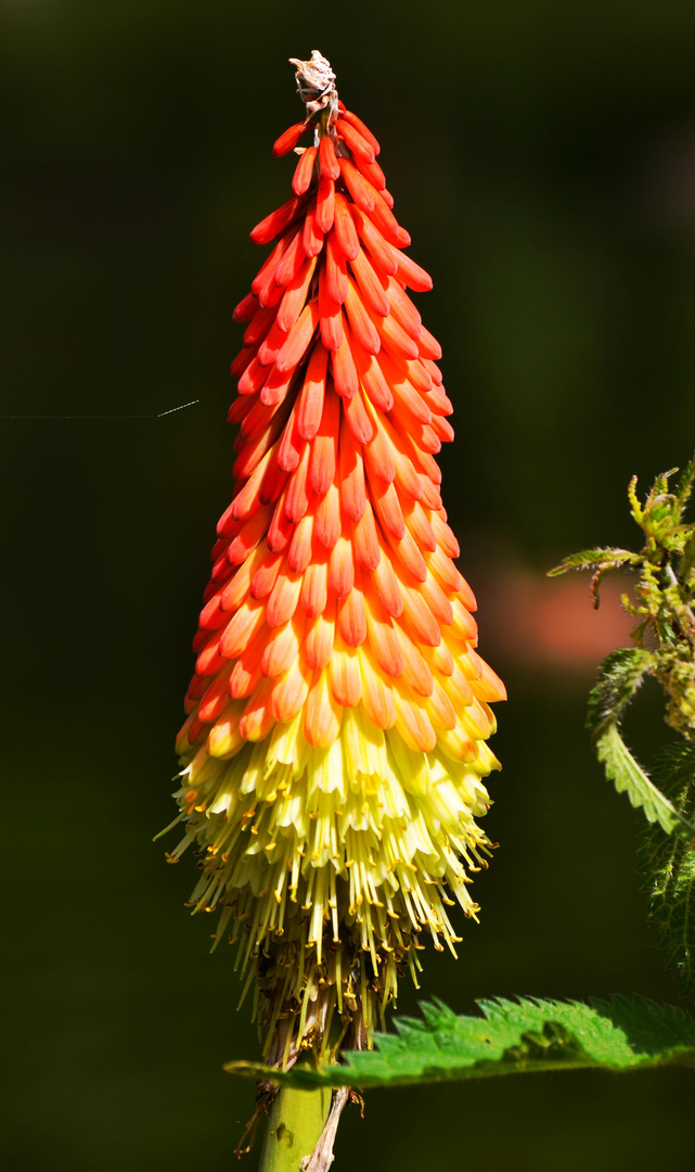 Leuchtende Natur