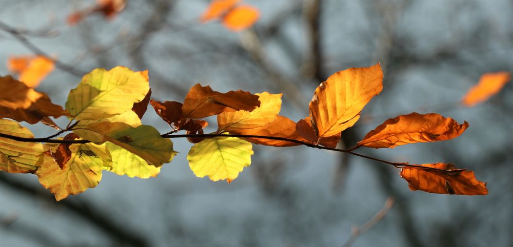 leuchtende Novemberblätter