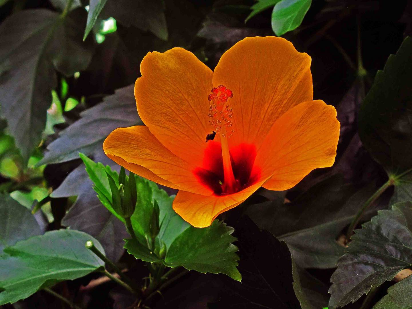 Leuchtende Orange Blüte auf der Insel Mainau