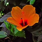 Leuchtende Orange Blüte auf der Insel Mainau