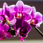 Leuchtende Orchidee