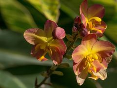 leuchtende Orchidee in Naples Fl