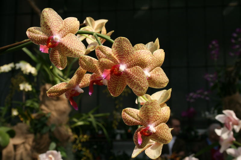 Leuchtende Orchideen