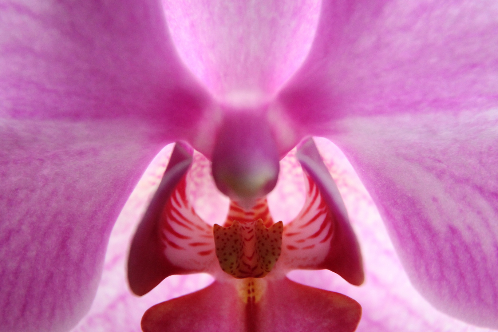 Leuchtende Orchideenblüte 2