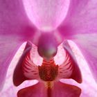 Leuchtende Orchideenblüte 2