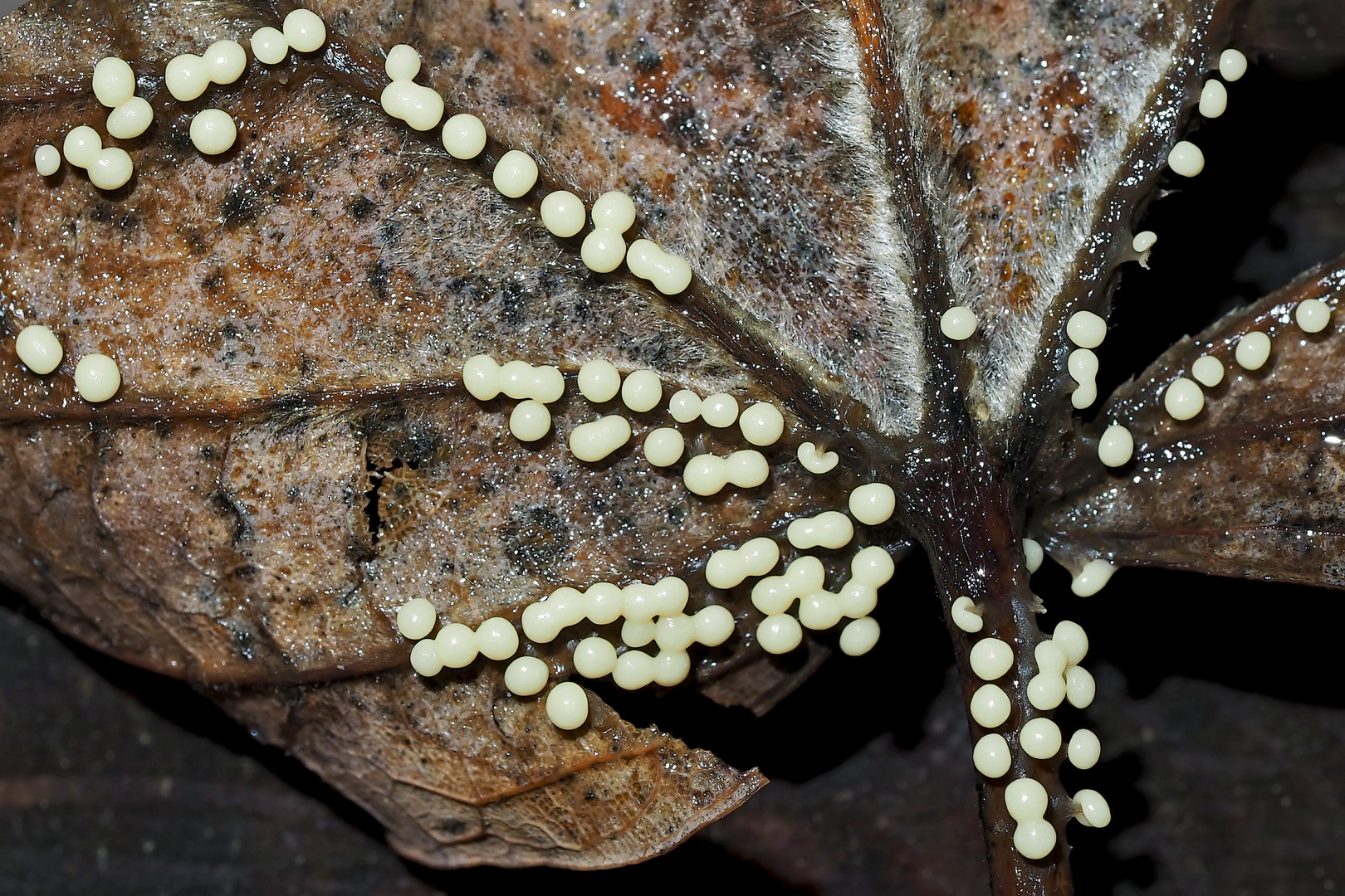 Leuchtende Perlen im dunkeln Wald. - Ces champignons ont un diamètre de moins d'un mm!