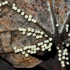 Leuchtende Perlen im dunkeln Wald. - Ces champignons ont un diamètre de moins d'un mm!