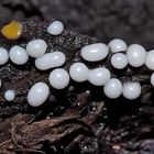 Leuchtende Perlen im dunkeln Wald: Trichia varia * - Mini-champignons dans la forêt noire!