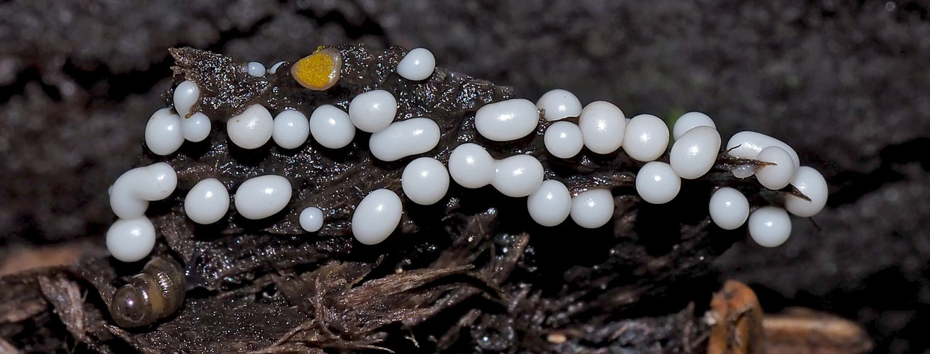 Leuchtende Perlen im dunkeln Wald: Trichia varia * - Mini-champignons dans la forêt noire!