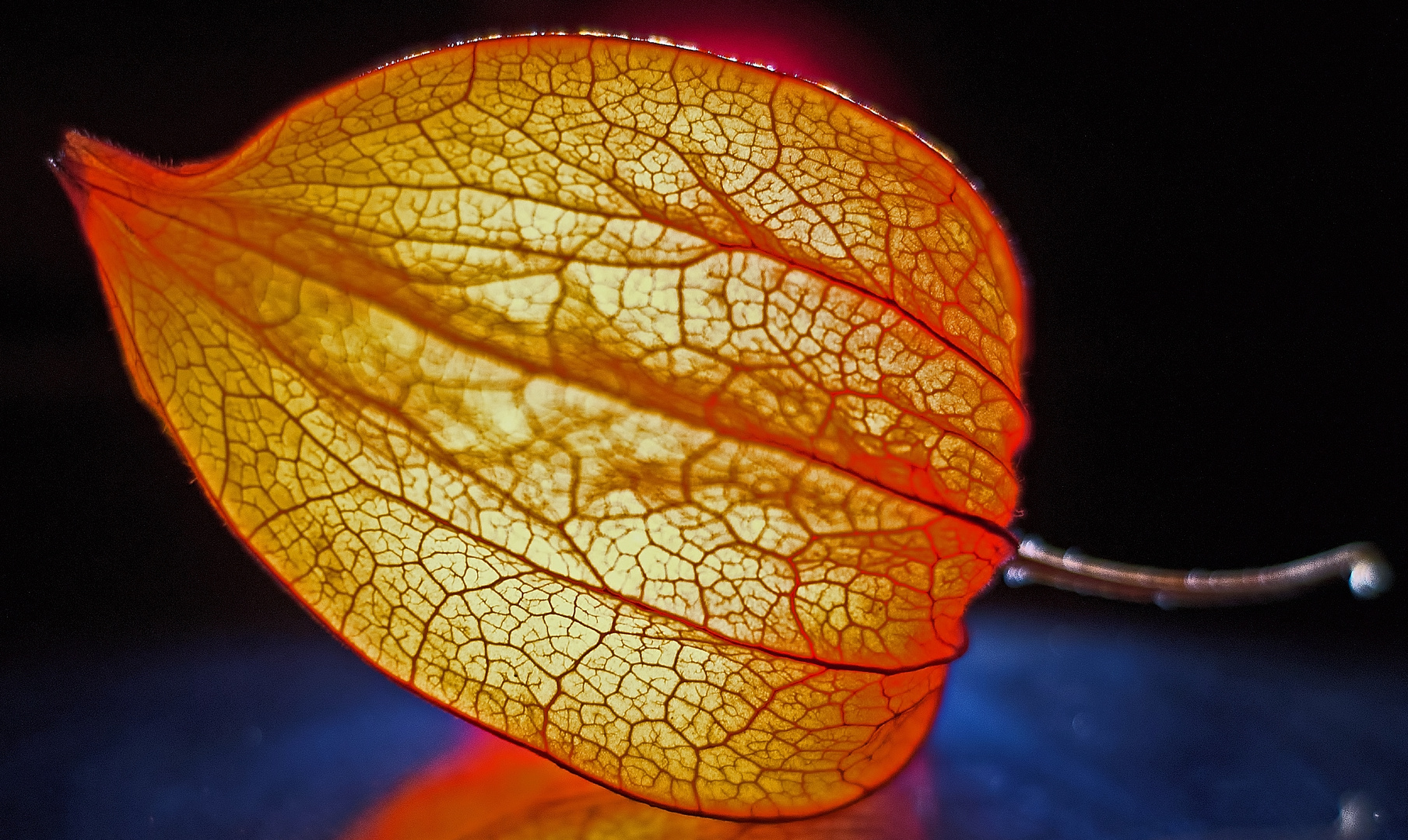 Leuchtende Physalis 2