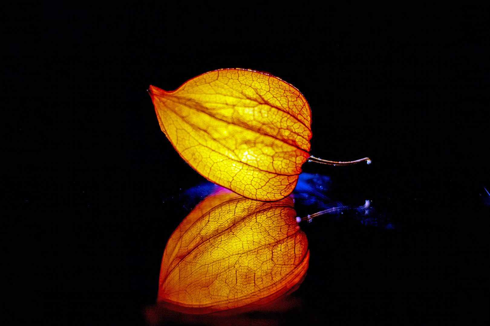 Leuchtende Physalis