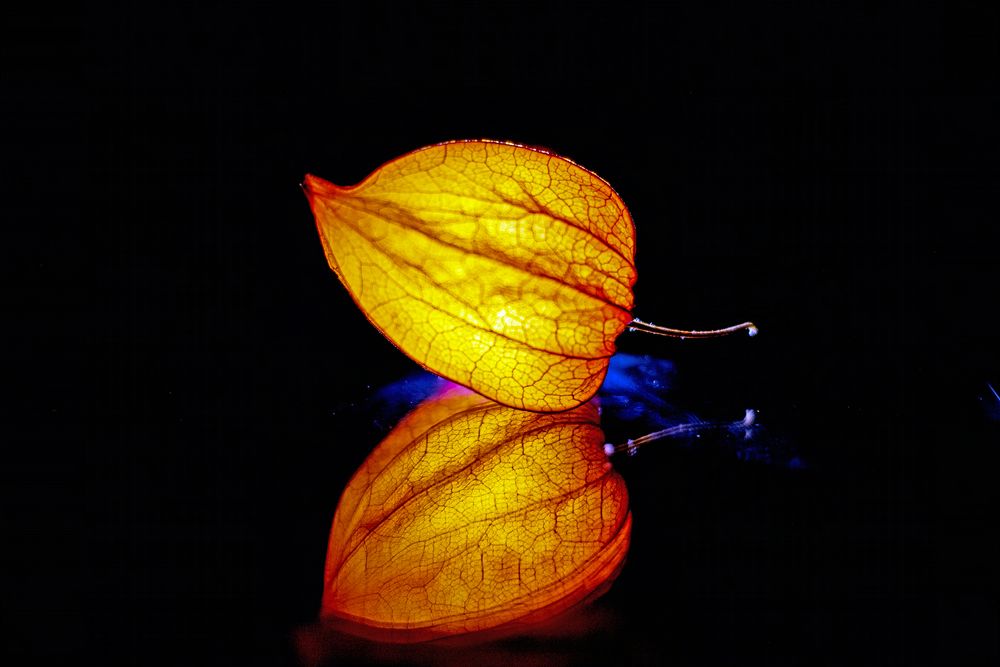 Leuchtende Physalis