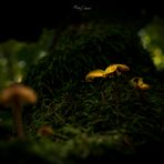 Leuchtende Pilze #4