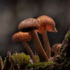 leuchtende Pilze
