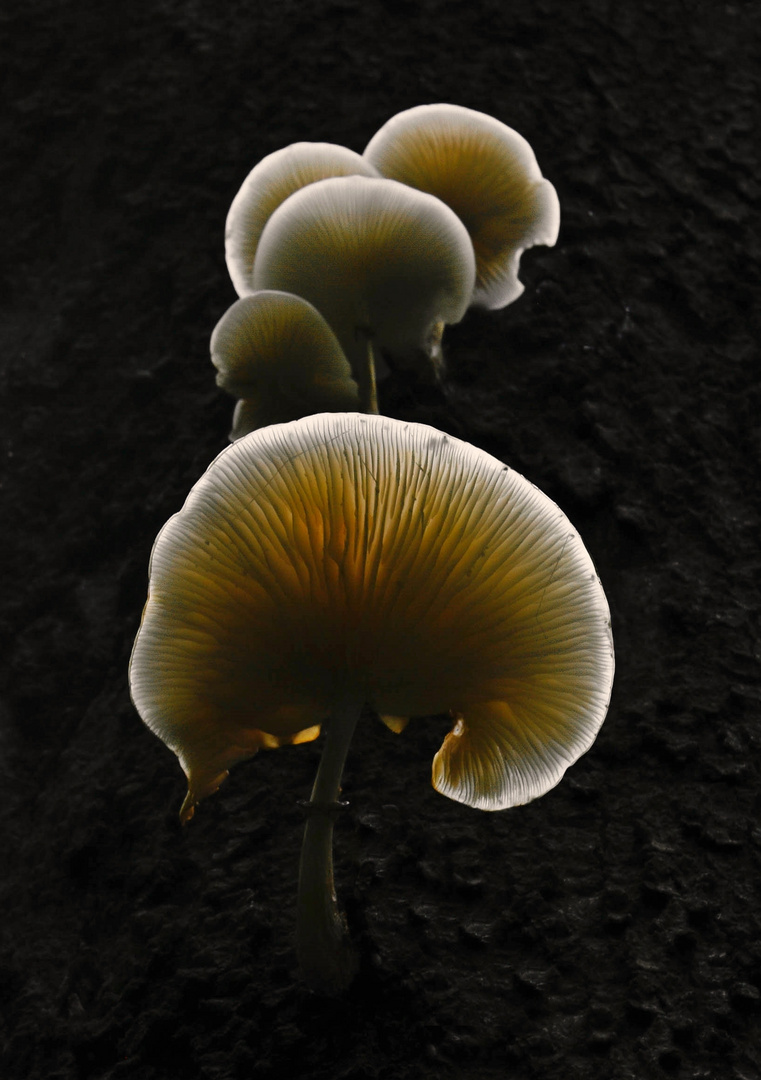 "Leuchtende Pilze"