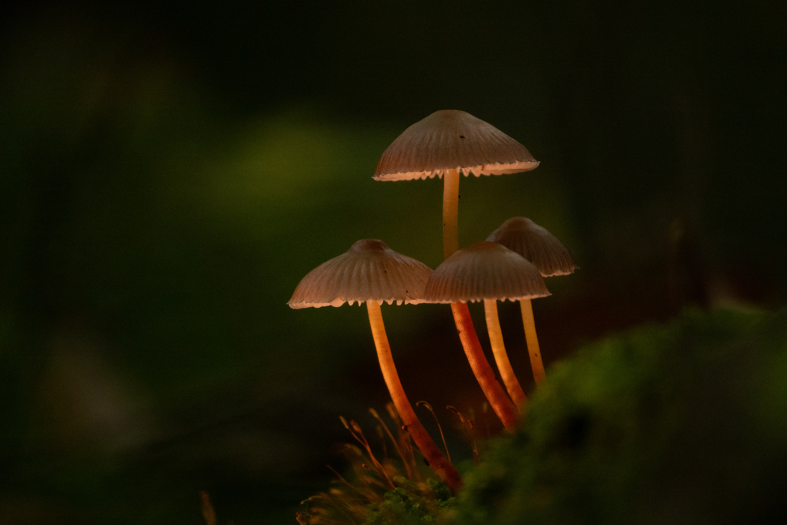 Leuchtende Pilzfamilie