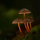 Leuchtende Pilzfamilie
