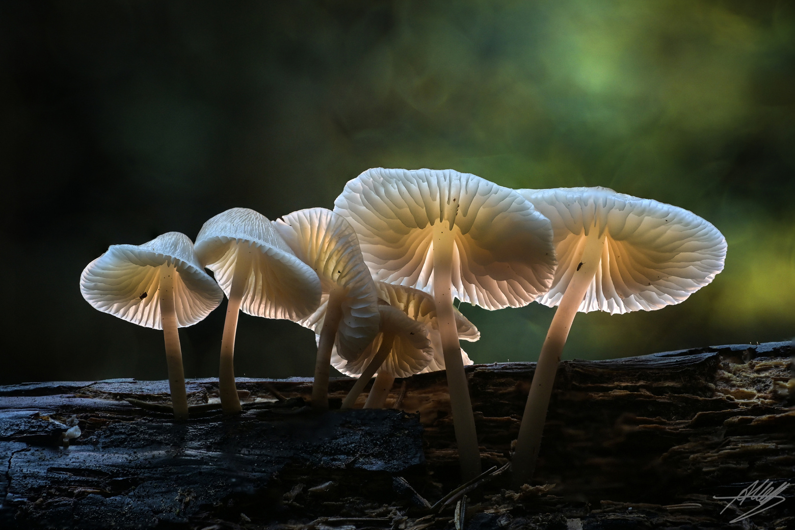 Leuchtende Pilzgruppe