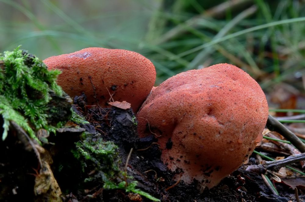 Leuchtende Pilzknubbel