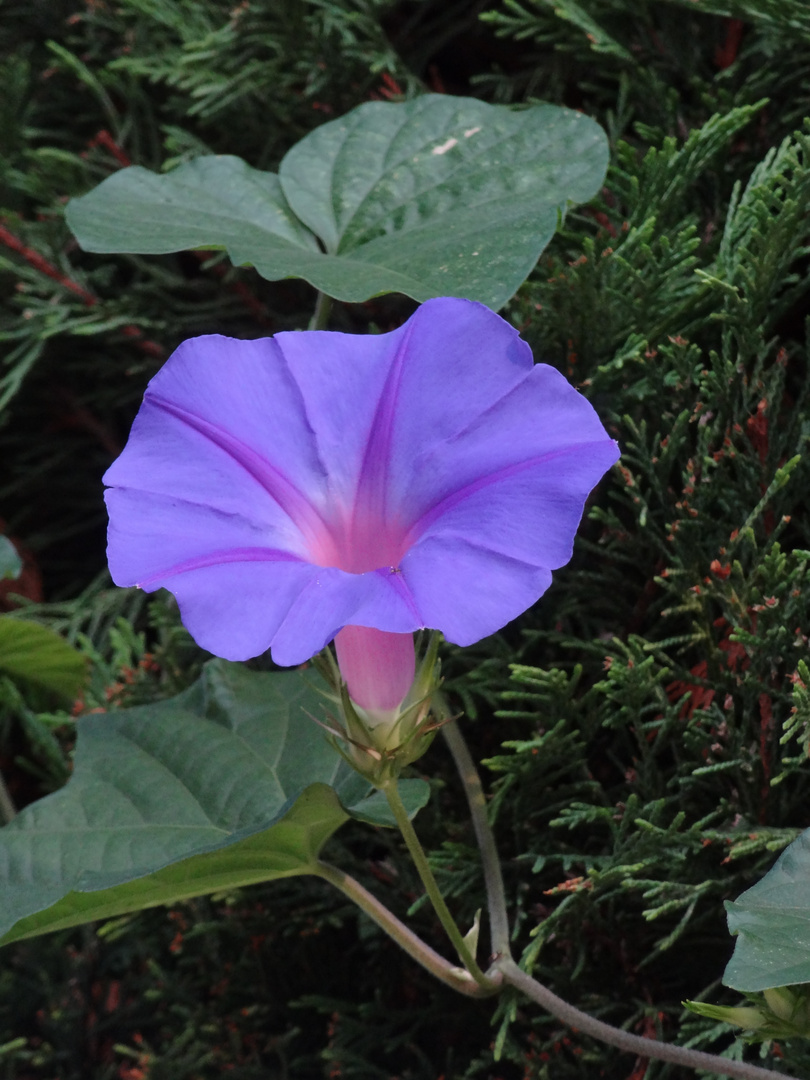 Leuchtende Prunkwinde 