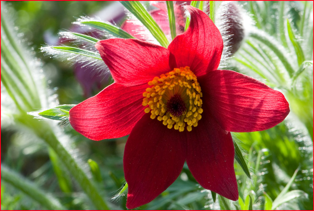 Leuchtende Pulsatilla vulgaris