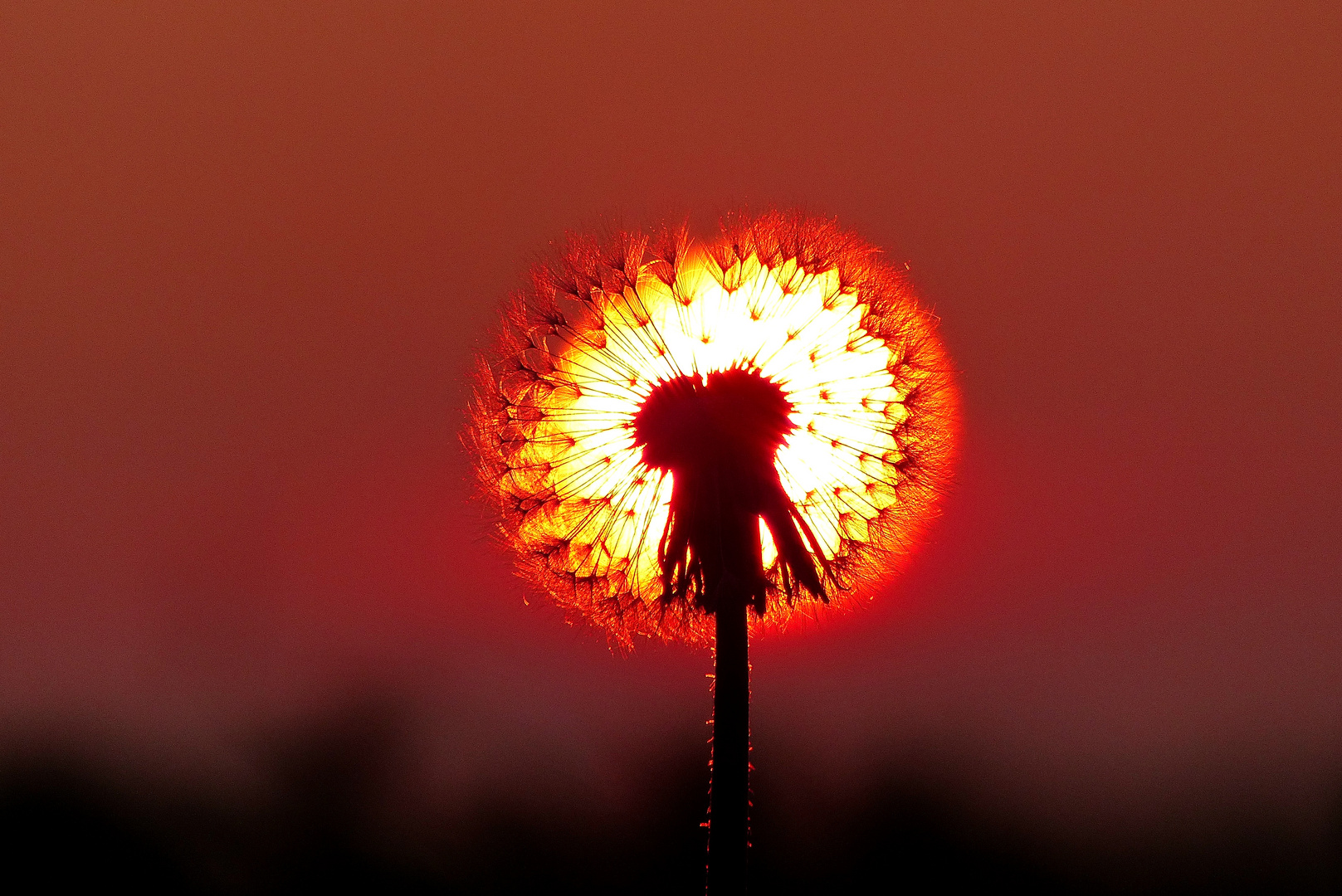 Leuchtende Pusteblume.