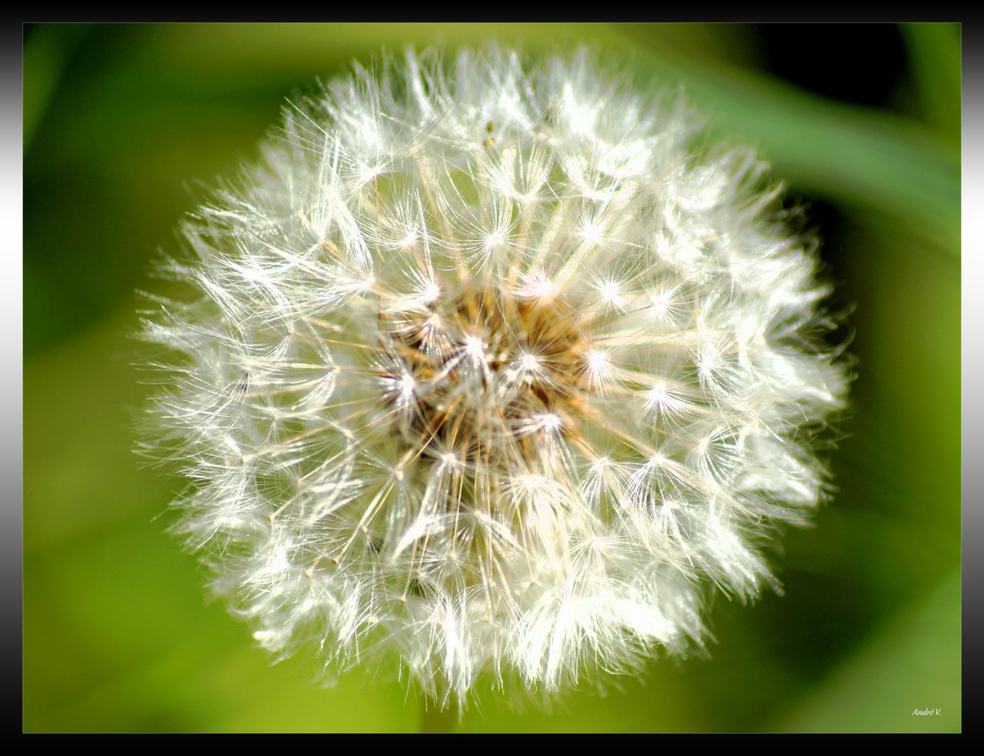 Leuchtende Pusteblume