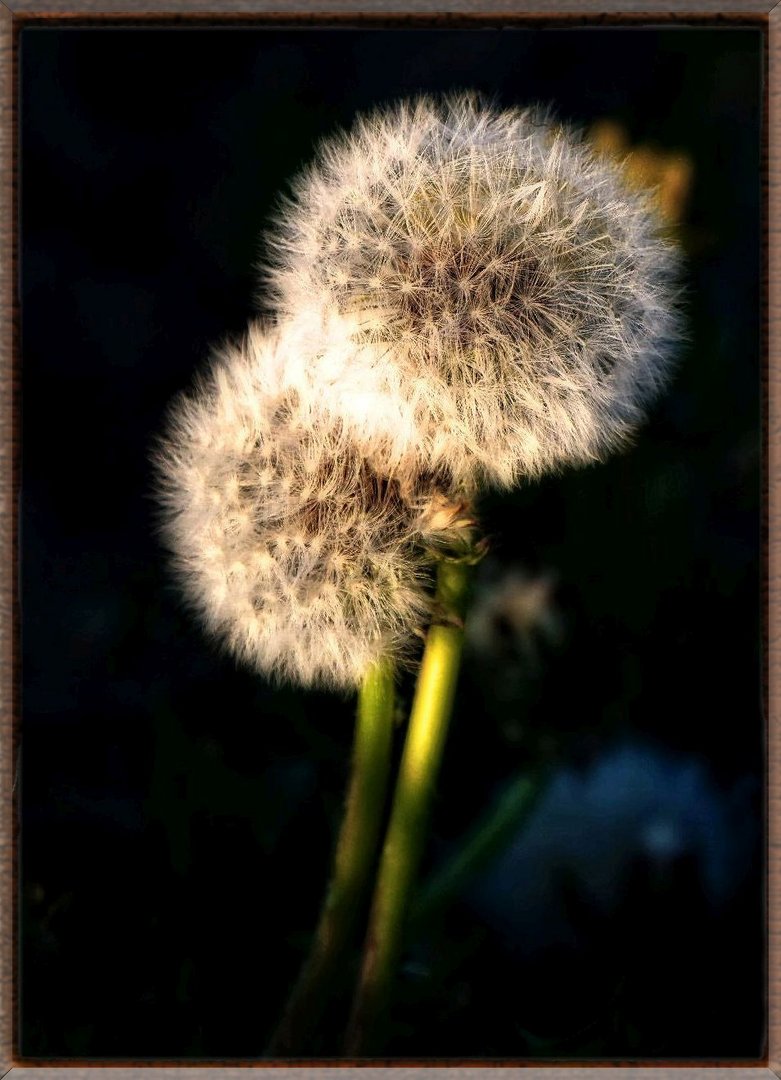 LEUCHTENDE PUSTEBLUMEN