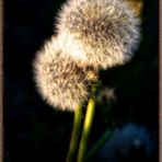 LEUCHTENDE PUSTEBLUMEN