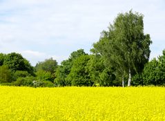 ...leuchtende Rapsblüte