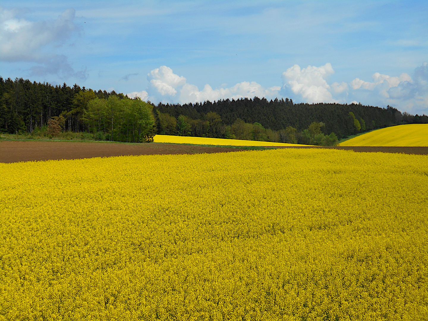 Leuchtende Rapsfelder