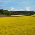 Leuchtende Rapsfelder