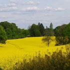 Leuchtende Rapsfelder in Erkrath-Archiv-Bild