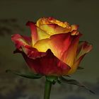 Leuchtende Rose