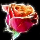 leuchtende Rose