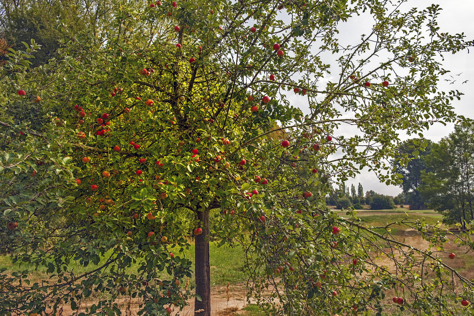 LEUCHTENDE ROTE ÄPFEL