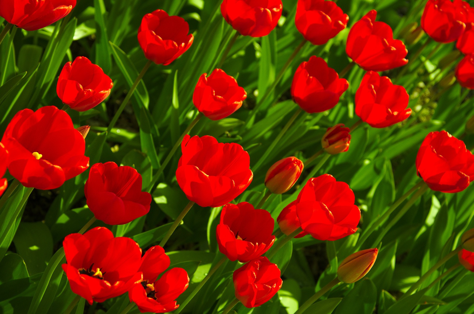 Leuchtende Rote Tulpen
