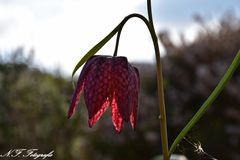 Leuchtende Schachbrettblume