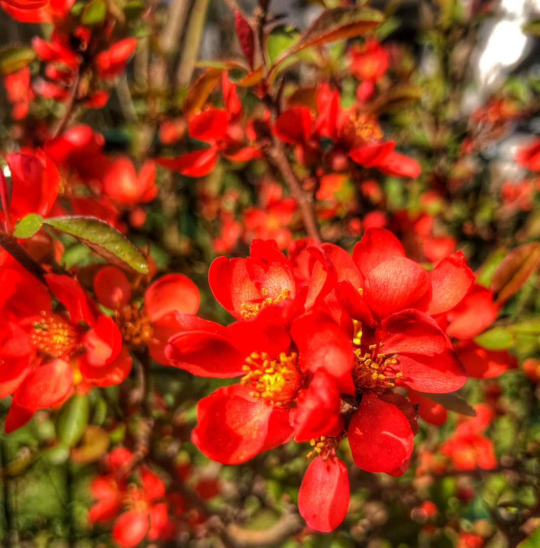 Leuchtende Scheinquitte in der Frühlingssonne